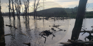 4. Lake Nakuru Baboon Project Kenya Case Against the County Government of Nakuru 1