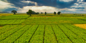 Environmental and land use law green land