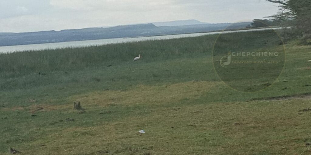 Sleeping warrior and Lake Elementaita Pelicans