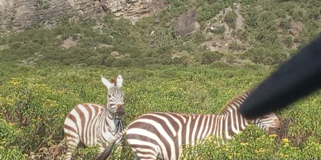 Sleeping warrior and Lake Elementaita wildlife 1