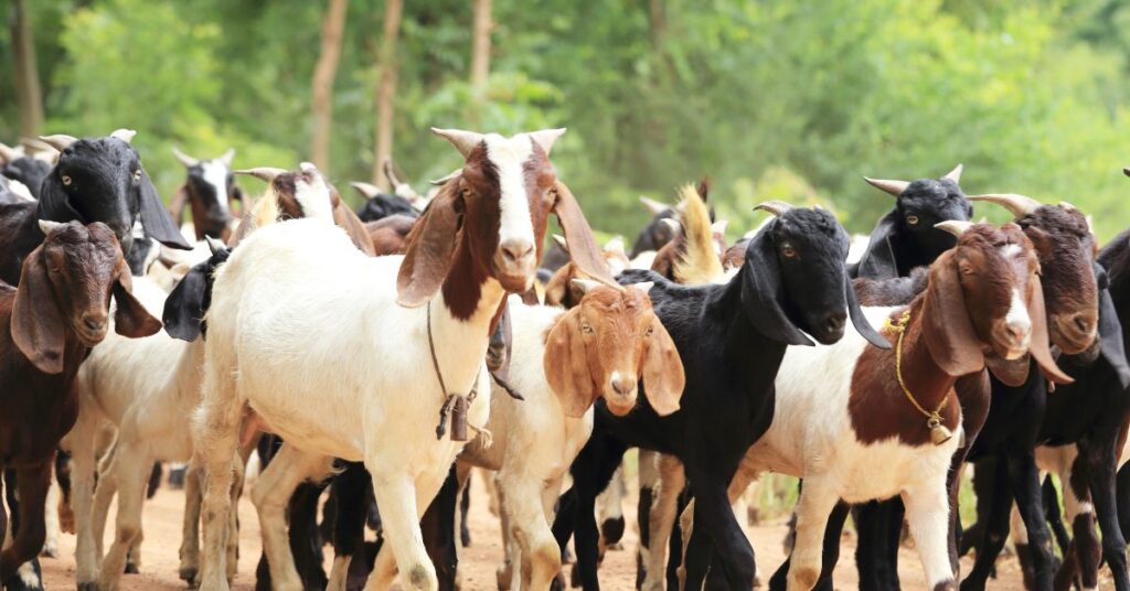 Kimalel Goat Auction