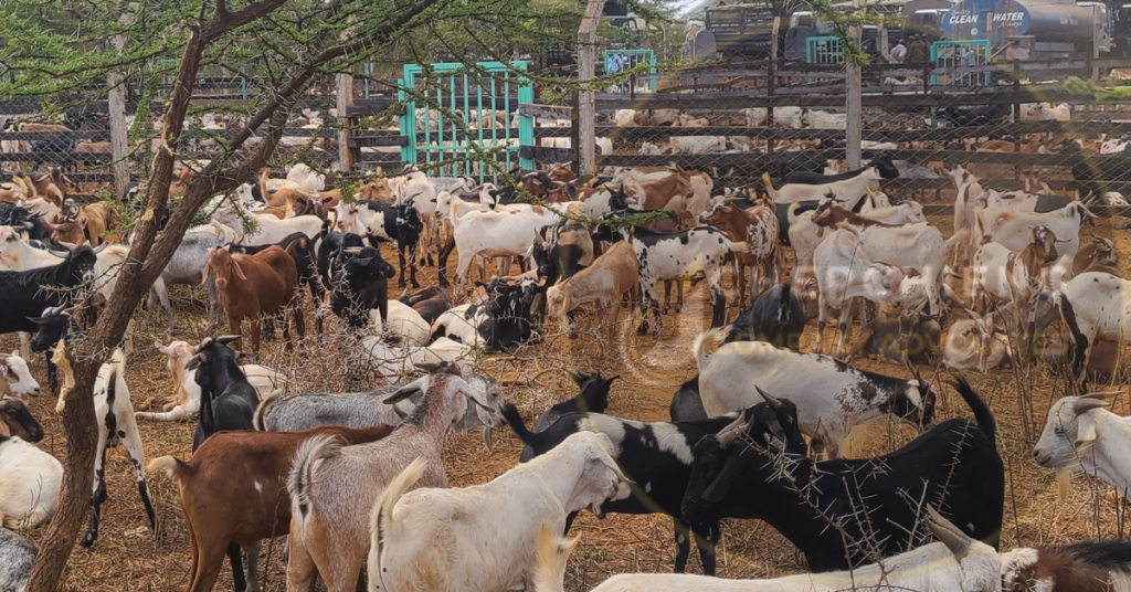 Kimalel Goat Auction goats display