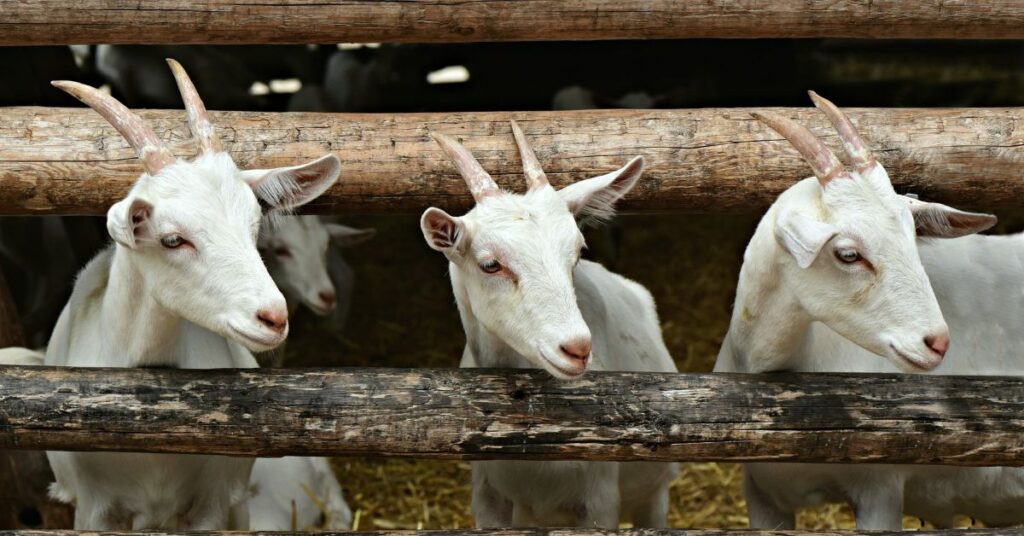 Kimalel Goat Auction with maasai 2