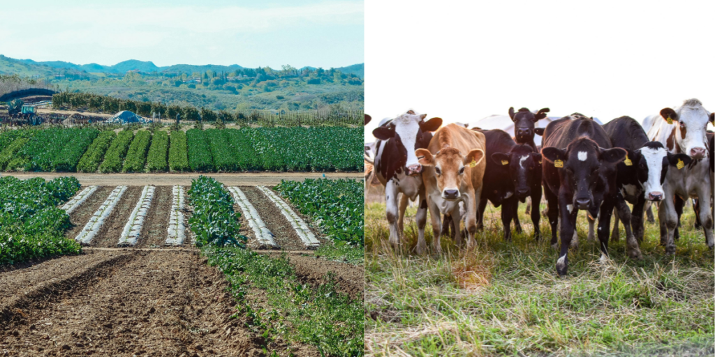 Agriculture and Livestock in Maasai Mara in Kenya