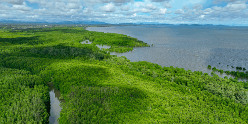 Carbon credits in Kenya 1