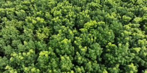 Carbon credits in Kenya 3