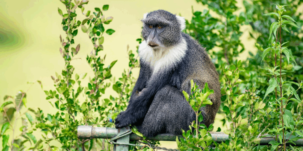 Carbon credits in Kenya 5