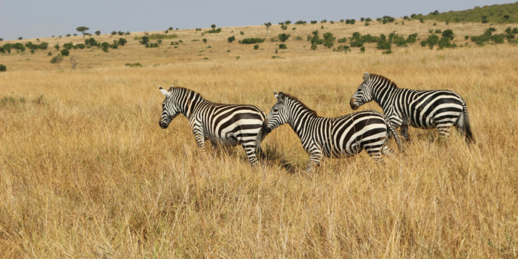 Citizen of Kenya wildlife