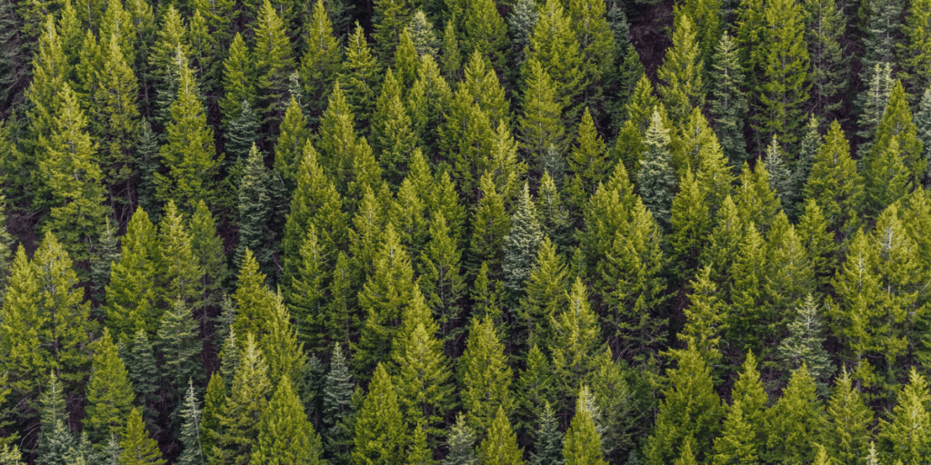 1 Carbon Credits in Kenya 5