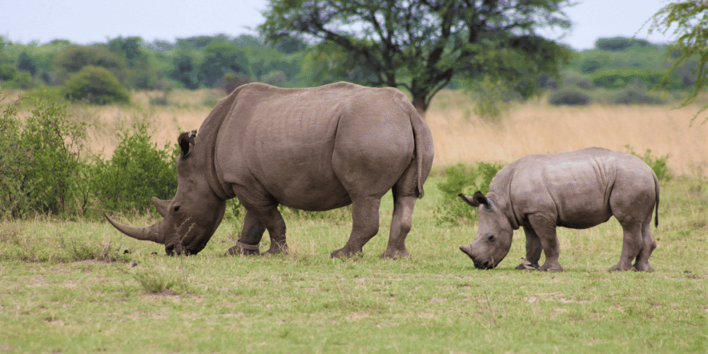 1 tourism in Kenya rhino